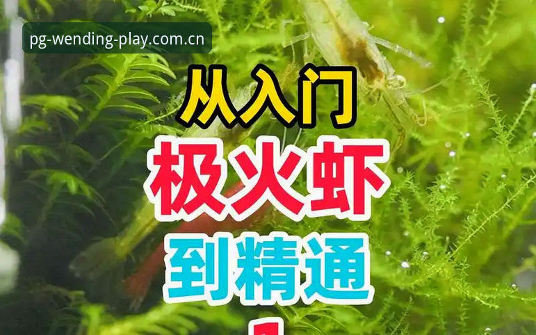 问鼎娱乐官方平台安装教程最新动态：从入门到精通的完整指南